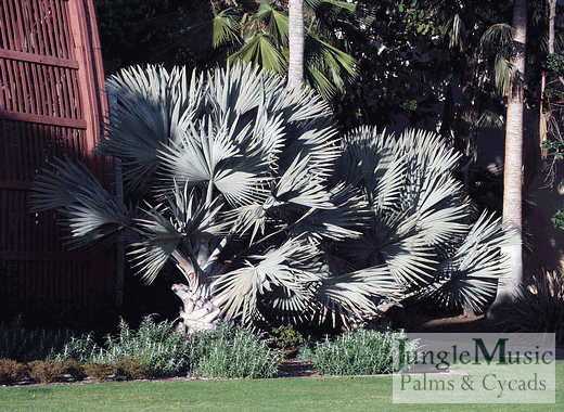  Two Bismarckia in Balboa Park, San Diego