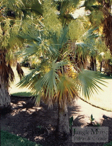 

Brahea aculeata:  A single trunk, medium sized fan palm with blue-green leaves that is somewhat slow growing and tolerates temperatures to approximately 18 to 20 degrees
