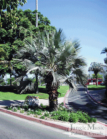 Brahea armata at Balboa Park, San Diego