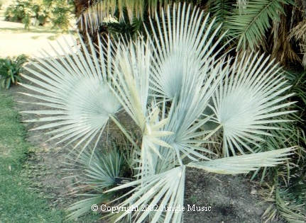  Brahea decumbens, which doesn't show its blue color for many years 