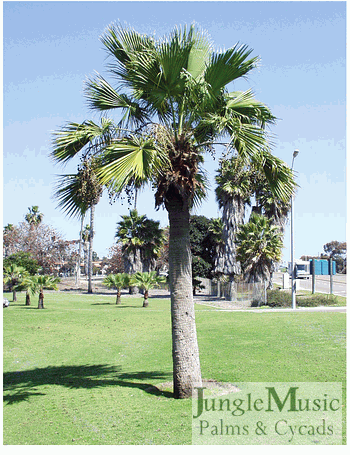 Brahea edulis:   A slow growing medium sized fan palm with a rather stout trunk and green leaves.  Tolerates full sun and wind.  At maturity can reach 25 to 30 feet.  It tolerates down to about 18 to 20 degrees.  12 to 15 degrees will definitely damage the foliage of this species.