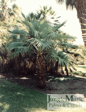 Brahea nitida: Another Brahea species that tolerates about the same temperatures as the other two but has not armor on the petioles and has large, somewhat flattened green leaves.