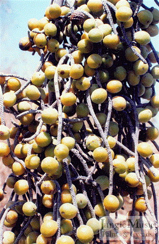  Baja sarrukhanii fruit, not quite yet mature 