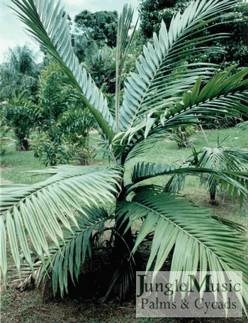  Burretiokentia hapala from New Caledonia.  Burretiokentia is an exciting genus with about six species.  B. hapala is an easy species for us to grow in Southern California.  It is cold tolerant into the upper 20 degrees F. and likes strong filtered light, part day sun, etc.  Inland it needs protection from direct sun.  It is medium height, perhaps to 20 to 25 feet here  It's trunk is thin.  The overall appearance is elegant and pleasing.  Its growth rate is medium.