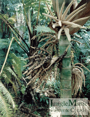 Burretiokentia hapala with a newer flower above an older flower that is just forming seeds