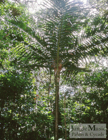  Burretiokentia koghiensis on Mt. Koghi, New Caledonia.  This is another species we grow. 