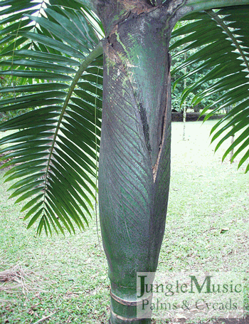  Burretiokentia vieillardii crown shaft.  Often these stripes are even more prominent, thus giving it the common name of Tiger Palm.