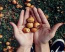  Butia capitata, mature seeds.
