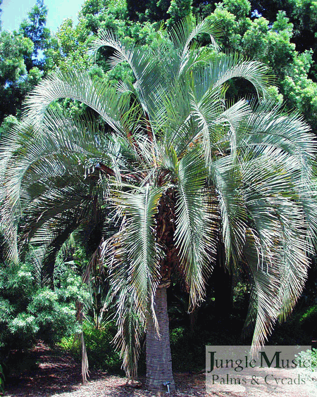 Butia eriospatha:  Similar to Butia capitata but only tolerates to about 18 to 20 degrees.  It is distinguished by wooly material on the heart and flowers.