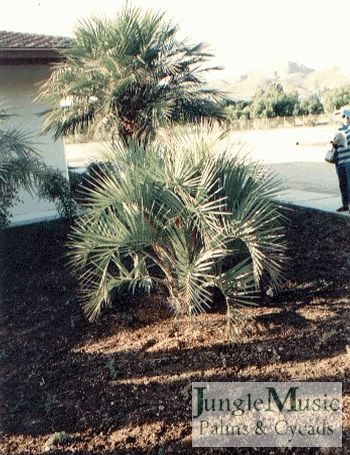 

Butia paraguayensis:    Similar to Butia capitata but smaller and more green, tolerates to about 20 degrees.
