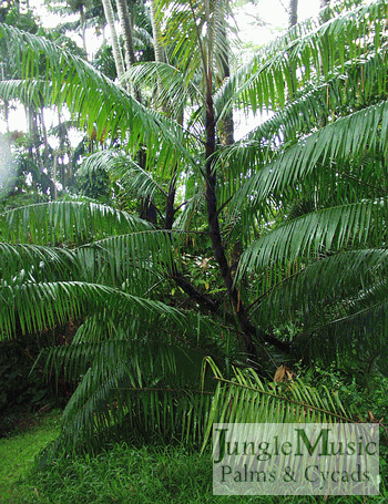 

Calamus species, various:   There are various species of these typically suckering, spiny palms that can take 28 degrees.  All prefer filtered light and need room to do their thing.
