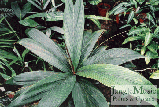  elongated but simple leaves of Calyptrocalyx wilsonii