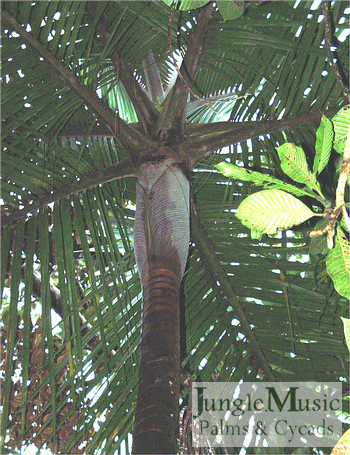  Campecarpus fulcitas