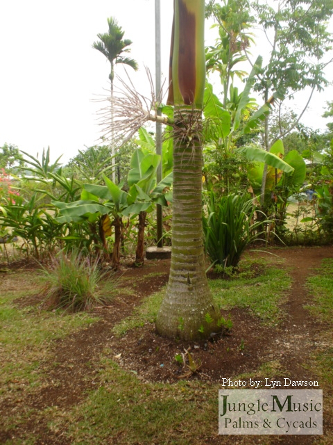  Carpoxylon macrospermum