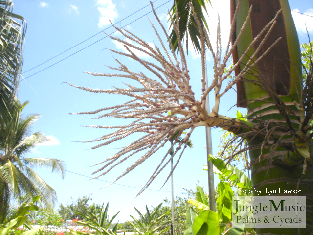 Blossom of Carpoxylon macrosperma showing very
immature fruit