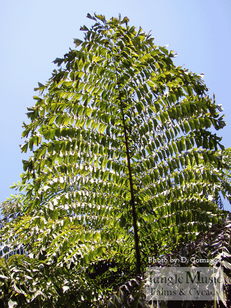  Caryota gigas with divided pinnate leaf 