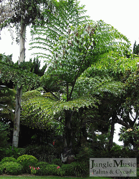  Caryota gigas, the "Giant Mountain Fishtail" and "Black Fishtail"