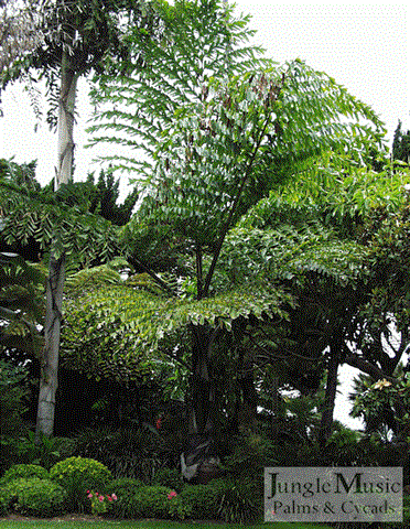 

Caryota gigas:   This is a very nice large, single trunked fishtail palm that has interesting leaflets with blackish color to the trunk and fiber of the trunk.  Medium grower but will get very tall.  Likes sun.  This species is not as cold tolerance as urens and takes down into the low 20’s F.
