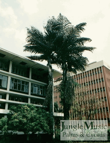  Caryota no, an exotic, alternative canopy forming palm 