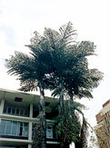 Caryota no in Bogor Botanical Gardens
