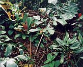 Caryota ophiopellis
