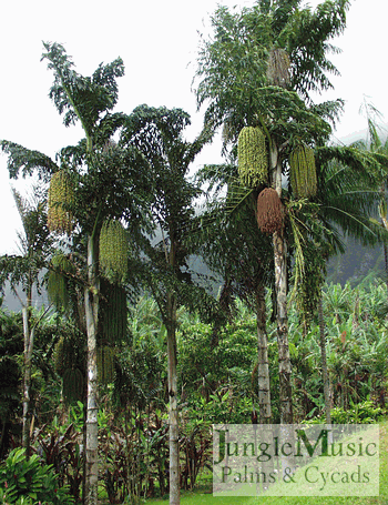 Caryota rumphiana in blossom.  Note how the flowers are progressing down the trunk with the newest flowers closer to the ground.