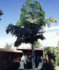   Caryota urens in a domestic garden, still far from mature height
