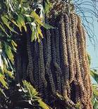  Caryota urens blossom