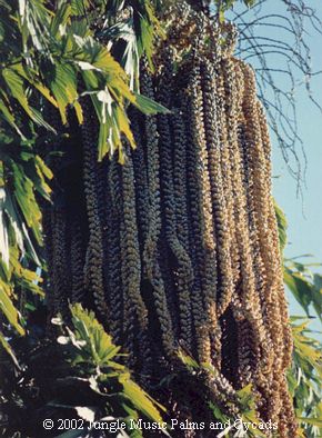  Caryota urens blossom