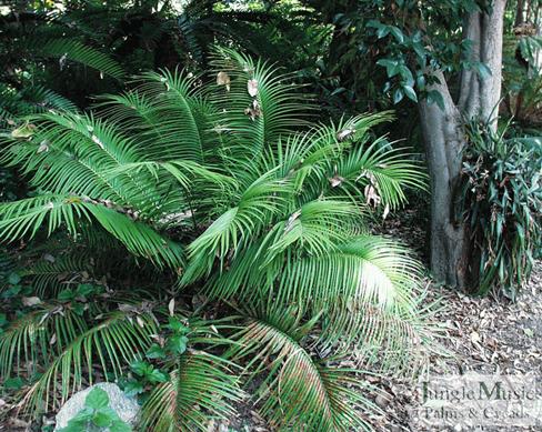  Ceratozamia mexicana