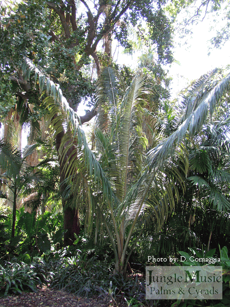 

Ceroxylon quindiuense:   Taller than C. alpinum with droopy leaflets.  Can tolerate sun if it works its way into the sun.  Likes humidity.  Moderate growth rate.  Takes to about 27 to 28 degrees.
