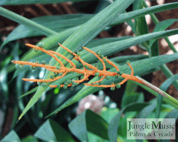 This orange female flower of Cham. benzei
has a few immature seeds 