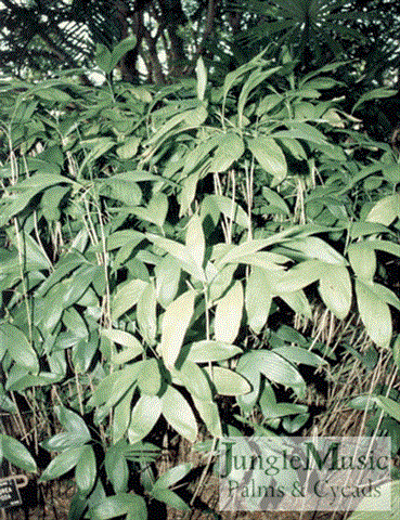 Extremely thin trunks of the suckering
species Chamaedorea brachypoda