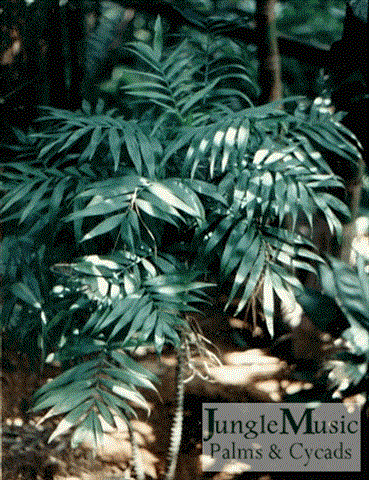  Chamaedorea elegans, the Parlor Palm