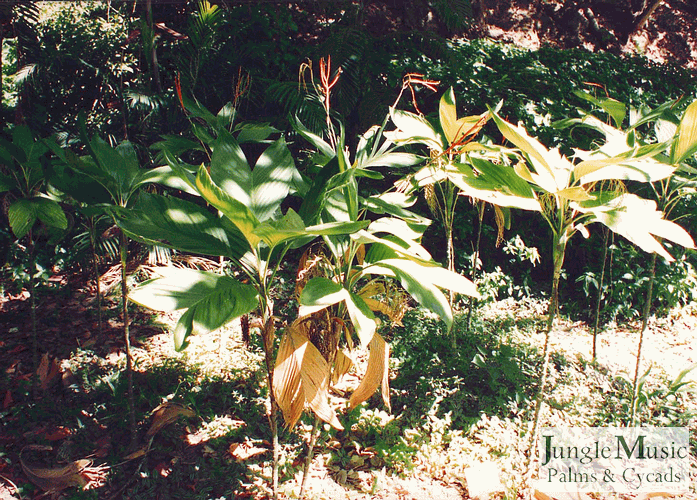  Chamaedorea, a lower profile palm