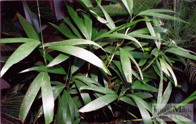 

Chamaedorea fragrans:    A suckering simple leaf palm that does best in filtered light and gets to about 10 feet.  Very rare and hard to find.  Will take to about 26 degrees. 
