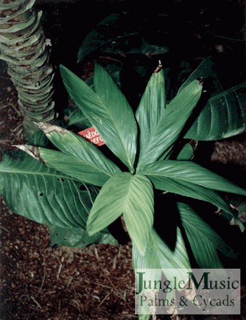  Chamaedorea geonomiformis