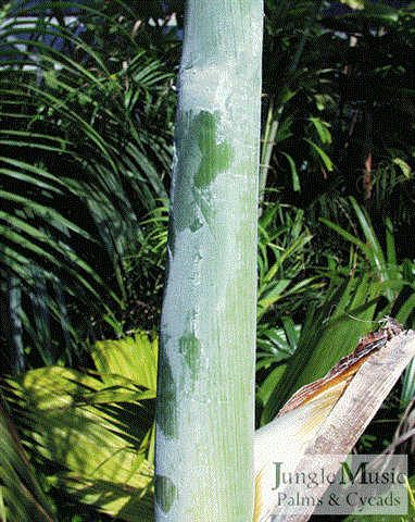 On C. plumosa the crown shaft is green,
but covered with a white frost, giving it
a white appearance.  Note how this wipes
off after being touched with fingers.