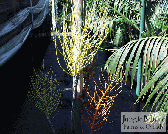 Interesting photo of Chamaedorea glaucifolia with
blossoms in three different stages.  The blossom to the
lower right is brown, spent and will soon fall off.