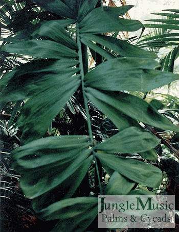 Chamaedorea klotzschiana:    A unique single trunk palm that gets to about 10 feet and has grouped leaflets.  Will take about 27 degrees and looks best in shade or filtered light.