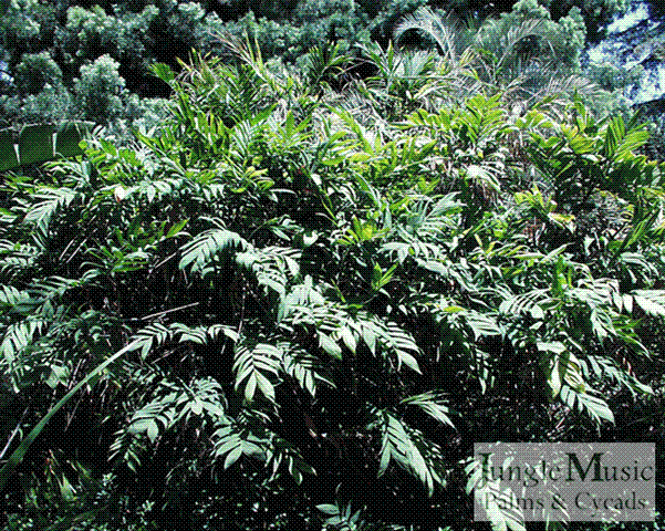 A mature clump of Chamaedorea
microspadix, another type of Bamboo Palm.