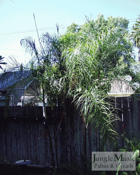 Chamaedorea plumosa:   A great single trunked fluffy pinnate palm that gets surprising tall at about 20 feet.  Similar to the C. glaucifolia but more cold hardy and will take full sun.  Hardy to 26 degrees.  