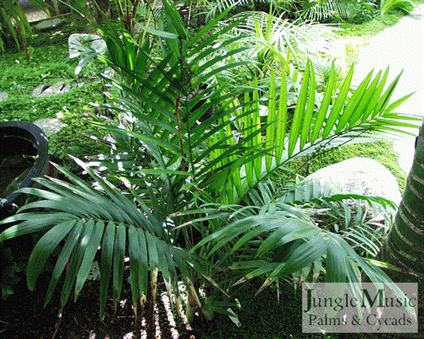 This Chamaedorea radicalis can take full sun
in some coastal areas.