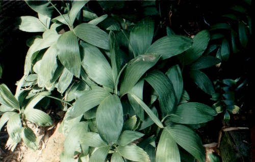  small entire leaflets of Chamaedorea stolinifera