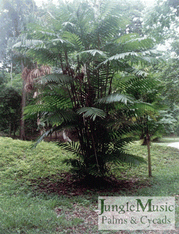 Very upright trunks in this totally
exposed suckering Chamaedorea with
strong thick trunks