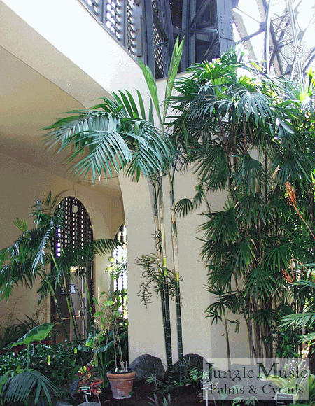  Chamaedorea tepejilote in center, Rhapis humilus to right 