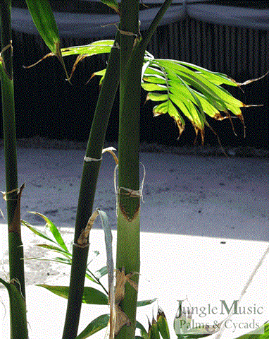 Trunks of a rare suckering species,
Chamaedorea volcanensis.  Note
the retained leaf base debris.