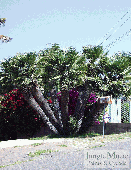  Chamaerops humilis