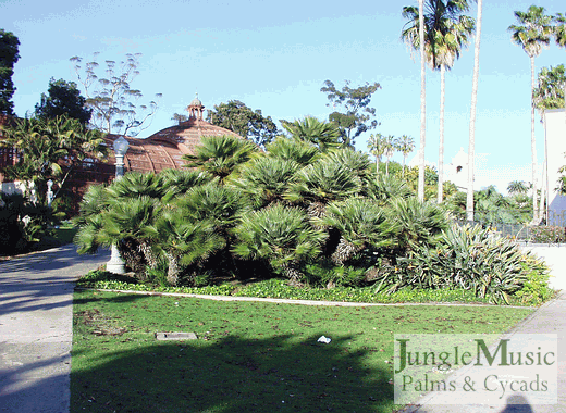  Balboa Park, San Diego.  This is a fairly short clone.