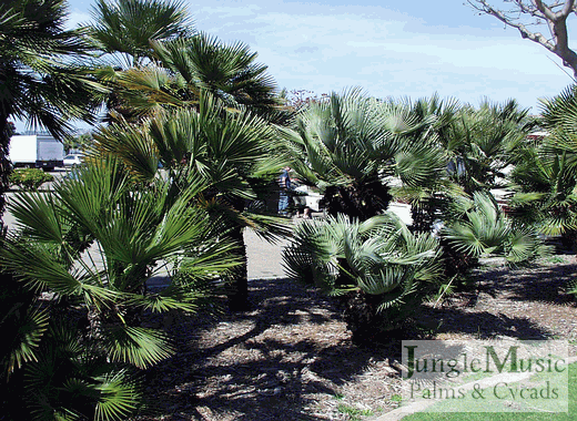  photos of various juvenile palms